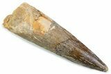 Bargain, Fossil Spinosaurus Tooth - Real Dinosaur Tooth #374002-1